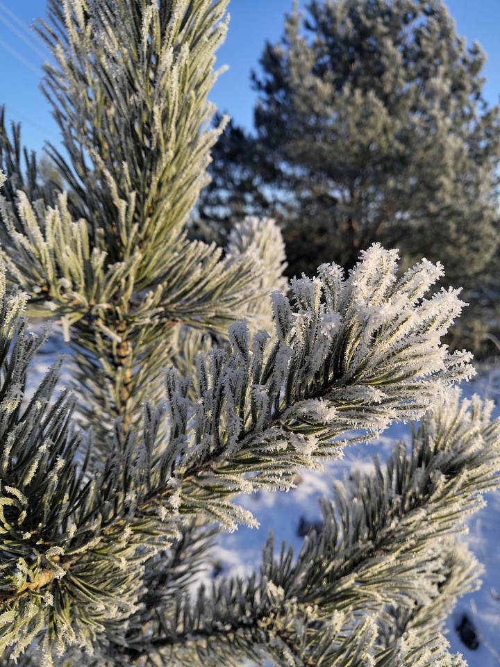 winter