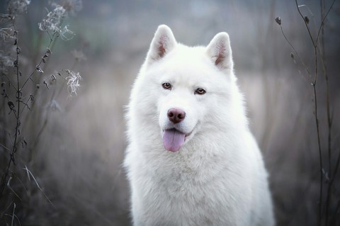 обои canidae, samoyed