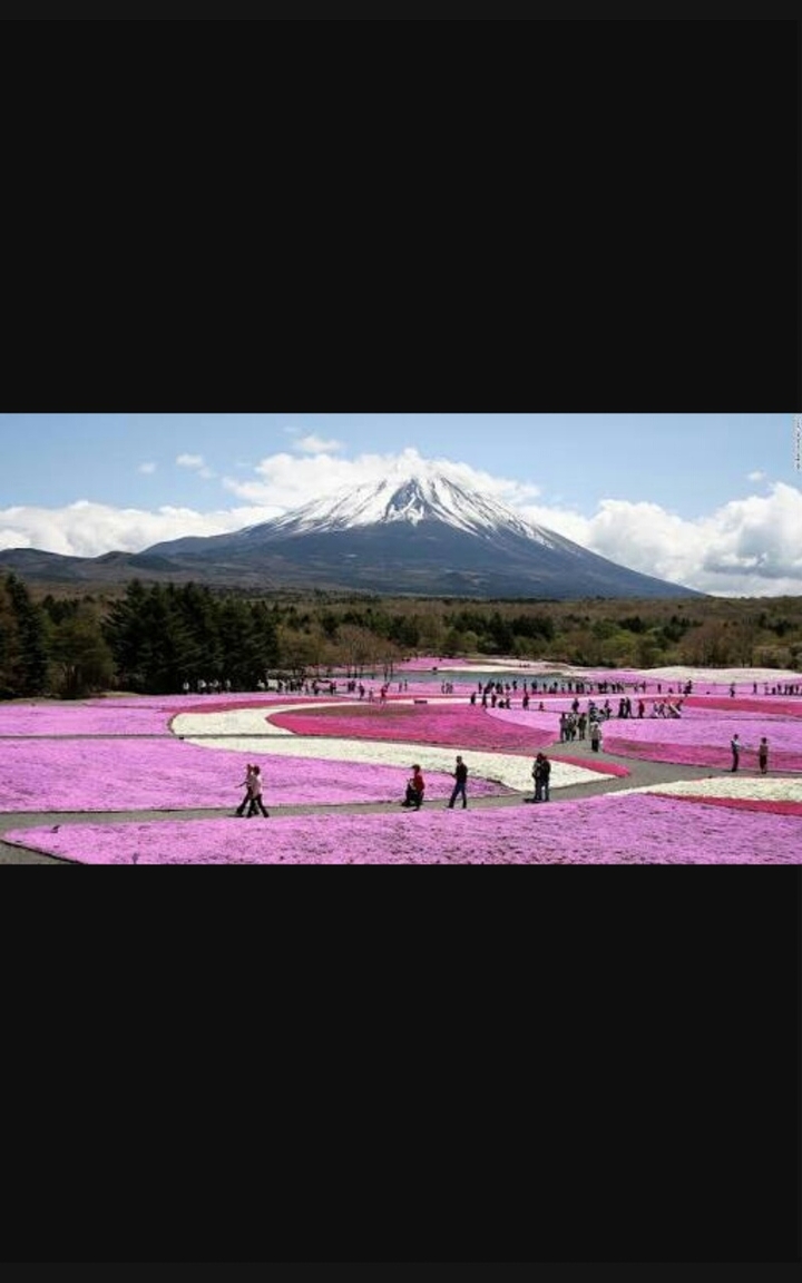 mountain  flowers