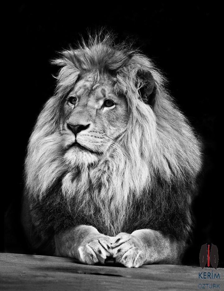 lion