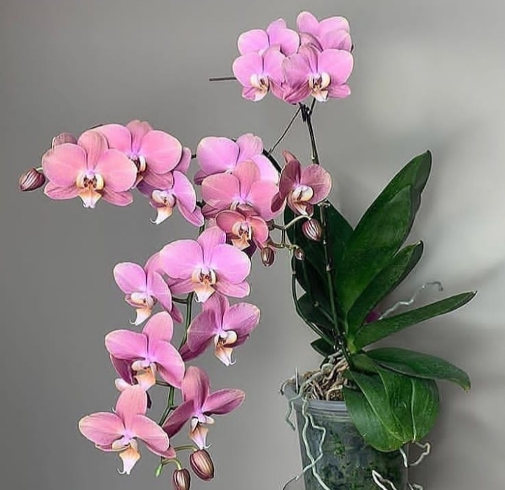 orchid