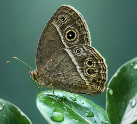 обои arthropod, aphantopus