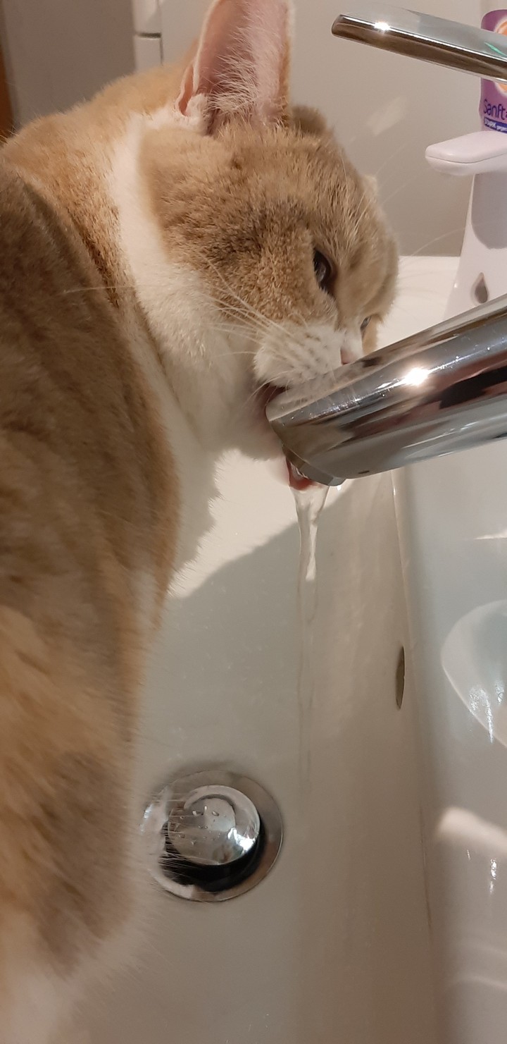 Katze