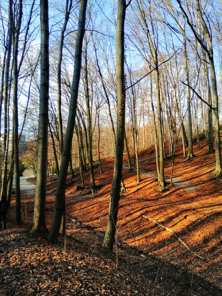 forest