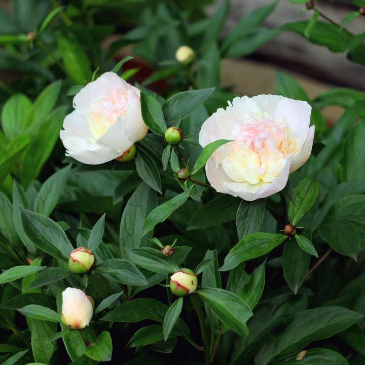 White pionies