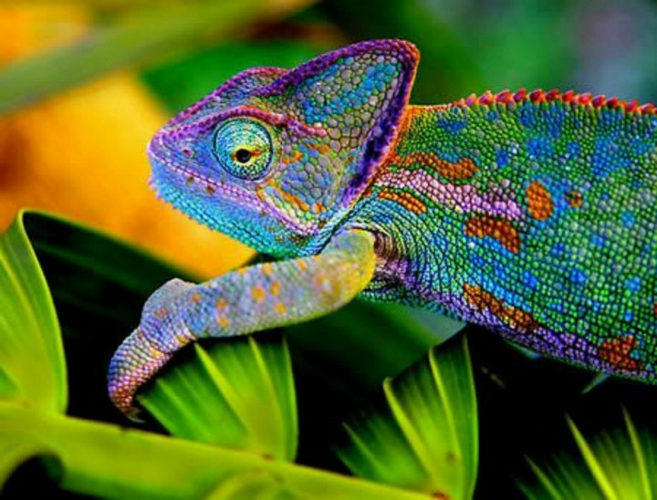 camaleon