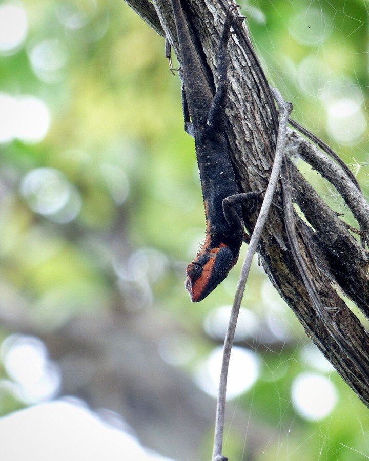 Forest Calotes Lizard Family