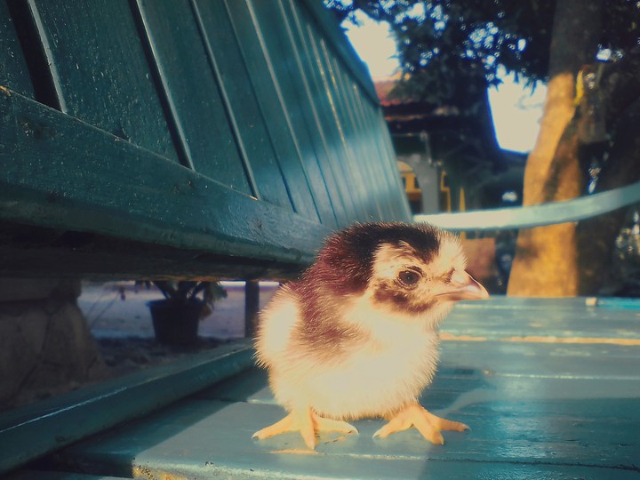 Chick