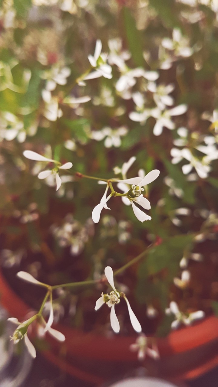flower HD Wallpaper