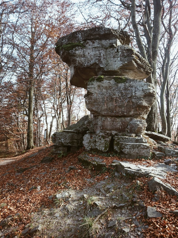 Rock and forest