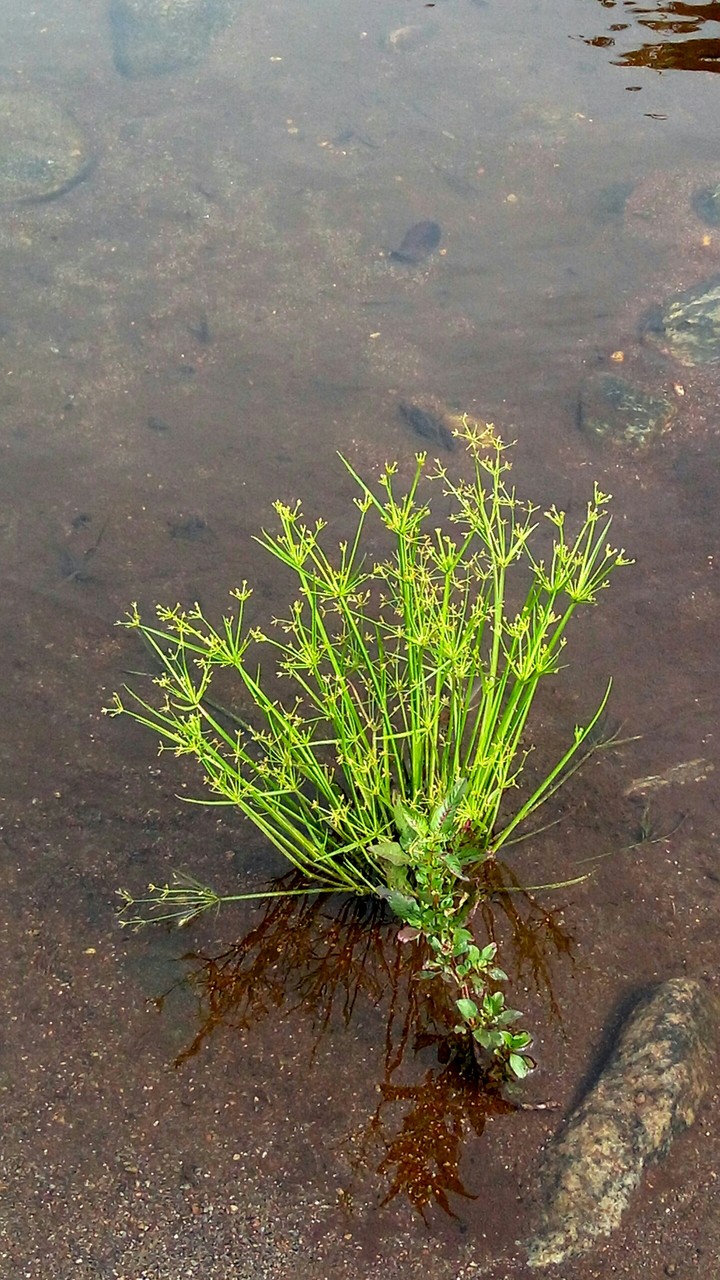 plant