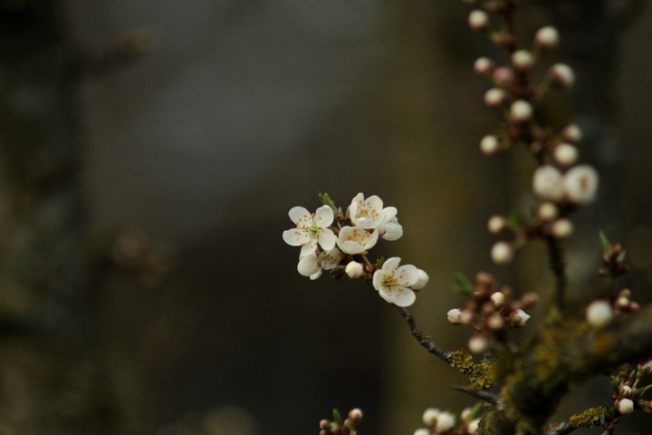 spring