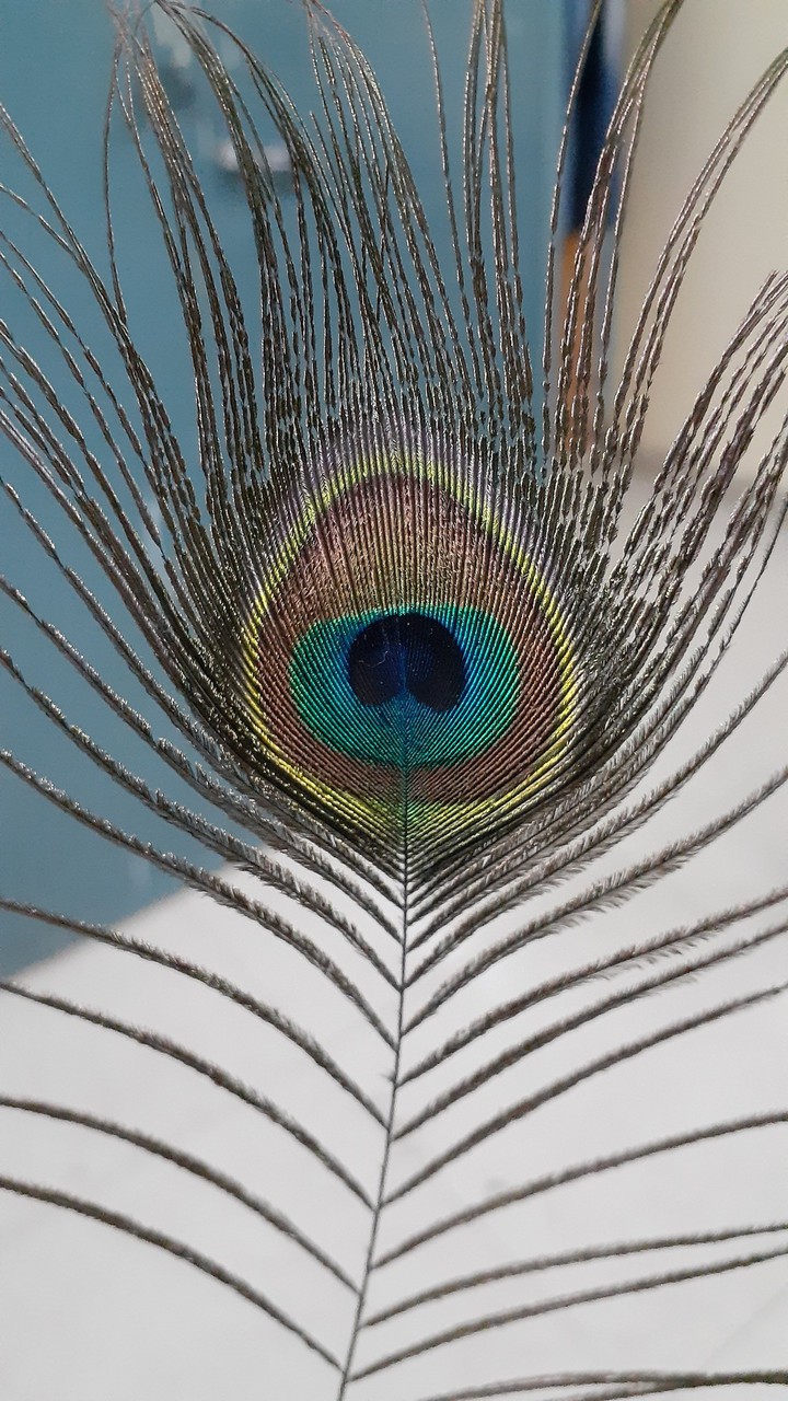 peacock feather
