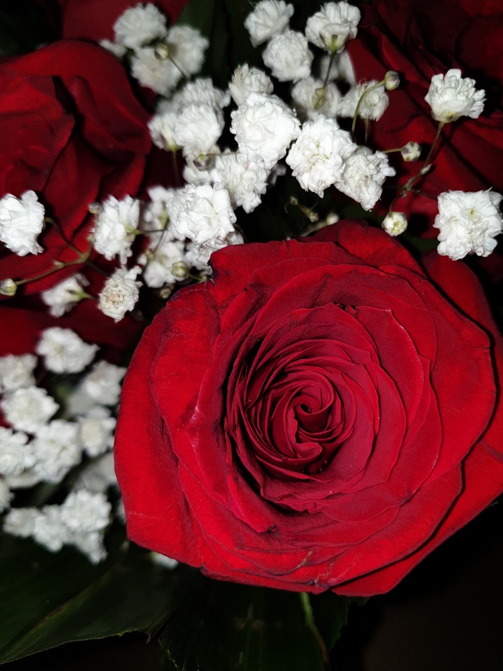 Lovely Rose