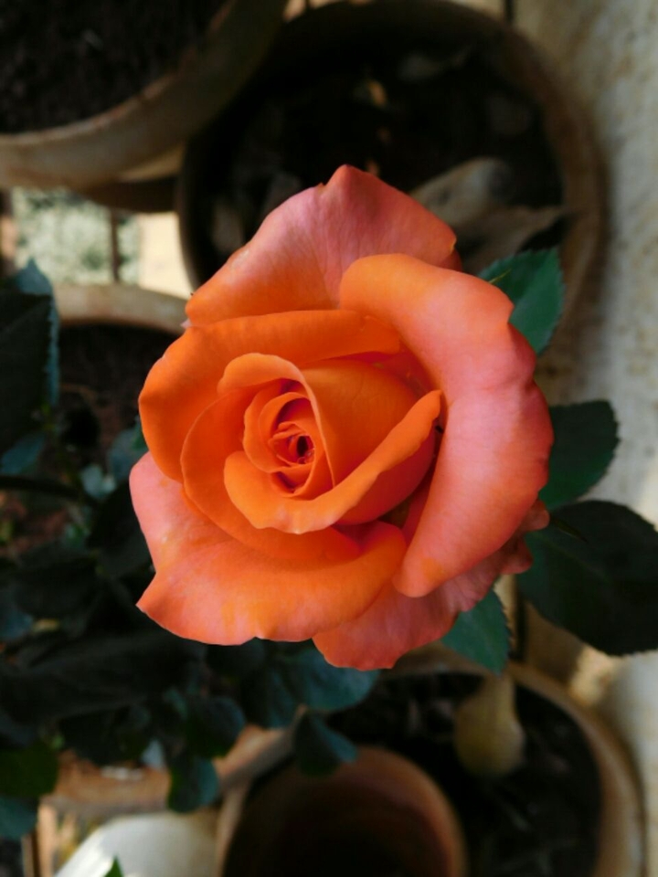 orange rose