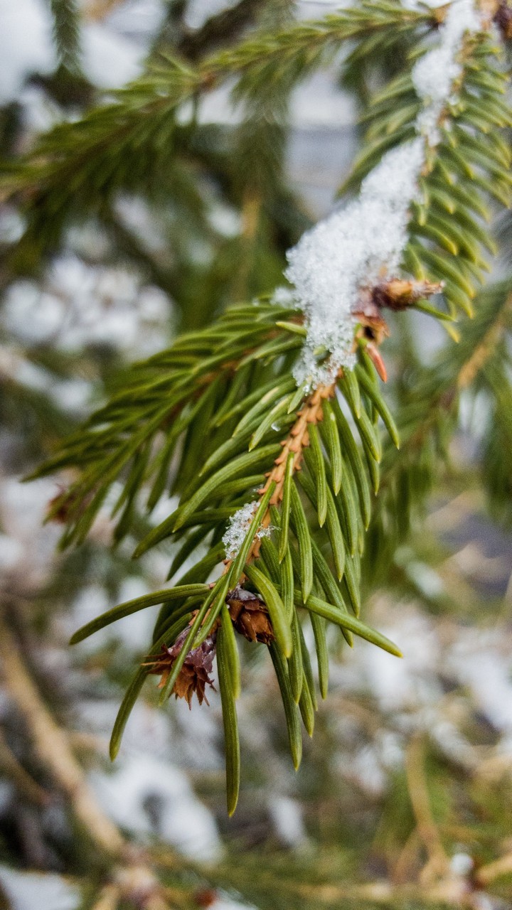 Green in snow