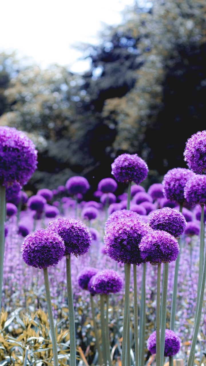 flowers