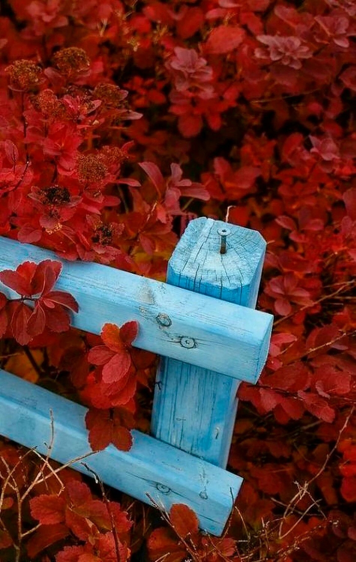 Red followers