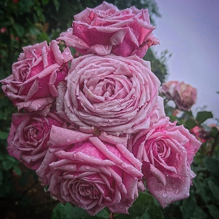 Roses