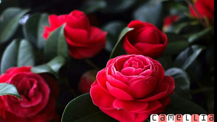 Japanese Camellia.