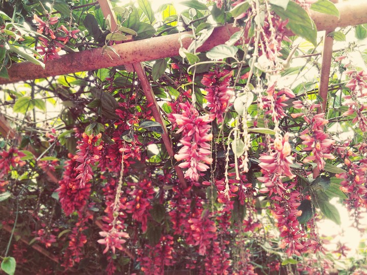 gregariously gorgeous.