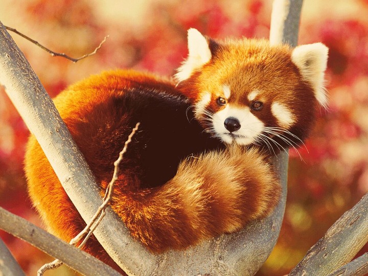 roter Panda