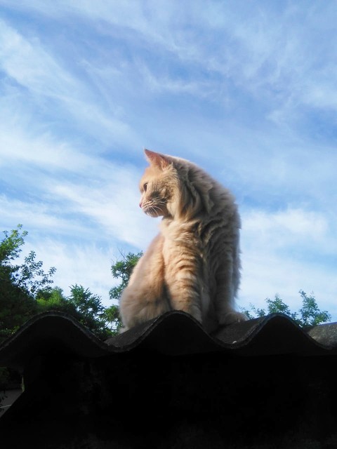 afonya
