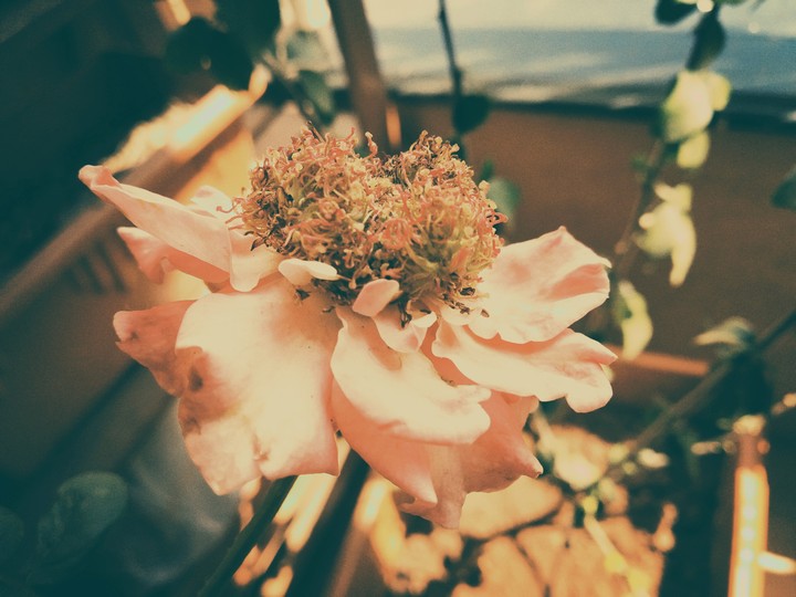 Flowergasm