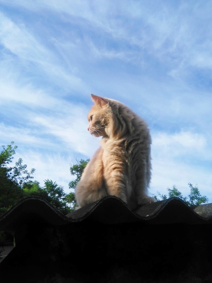 afonya