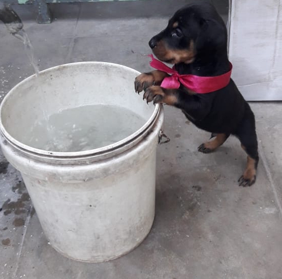 Puppy