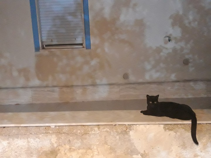 Black cat
