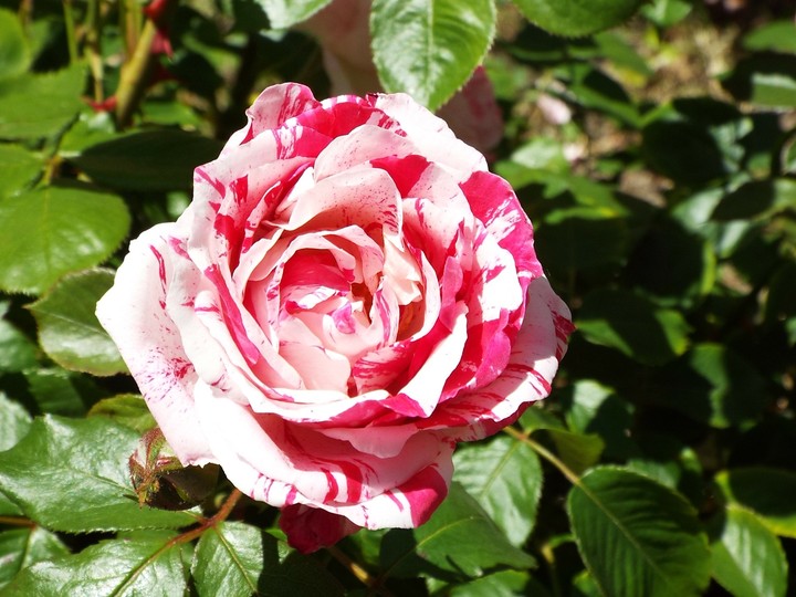 beautiful rose