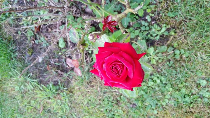 RED FLOWER