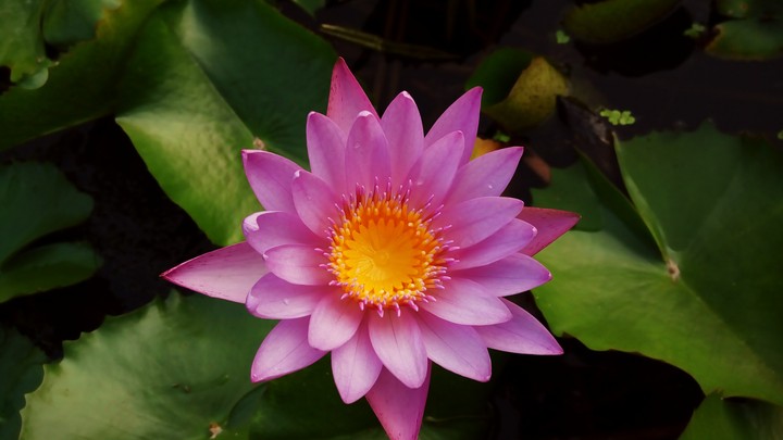 lotus