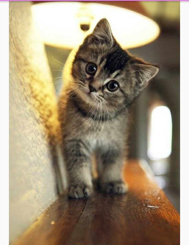 i love cat