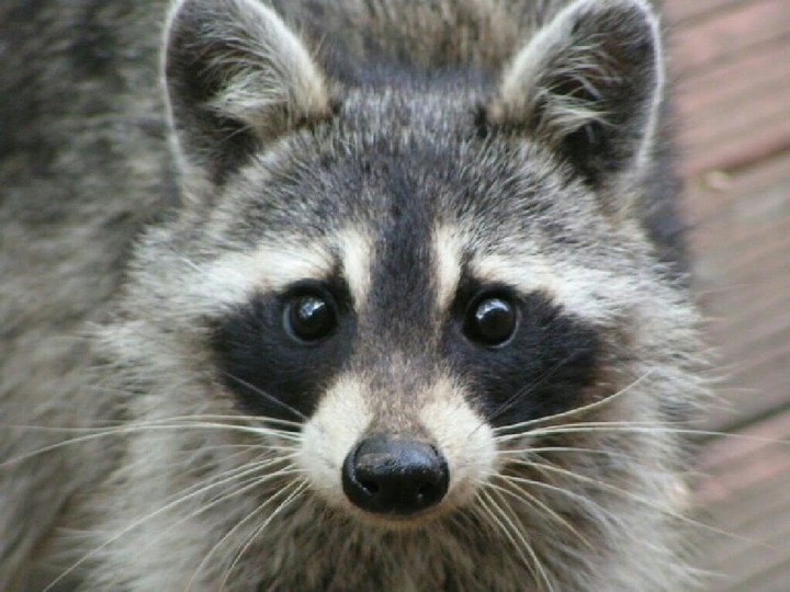 racoon