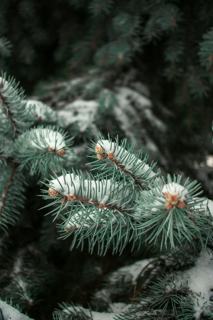 Fir.