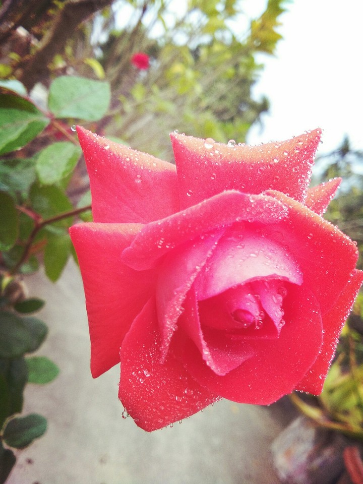 red rose 
