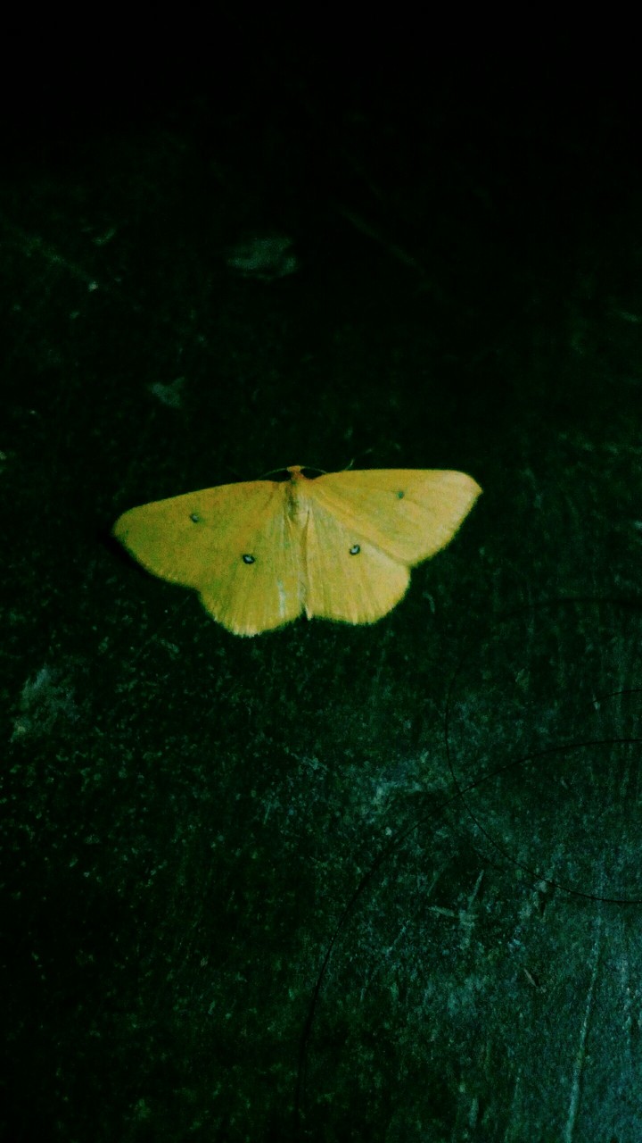 butterfly