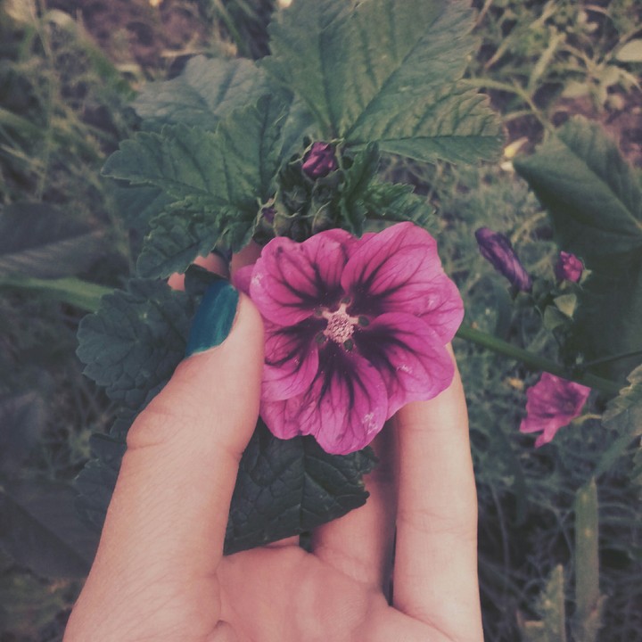 flower