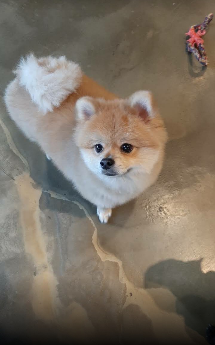 강아지