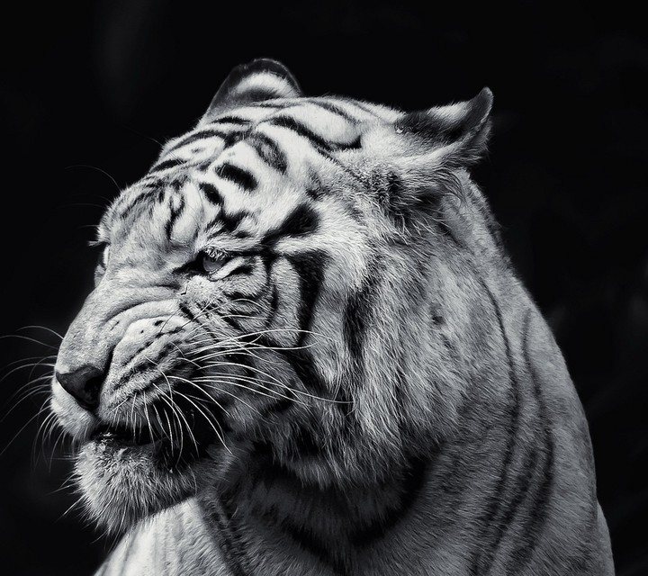 White Tiger