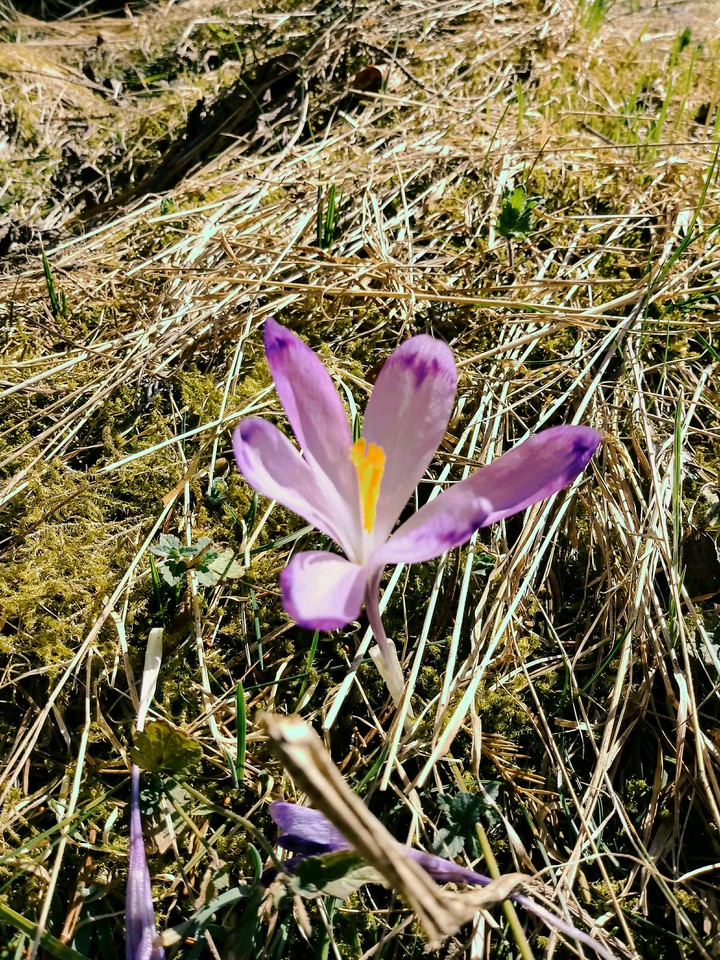 Krokus