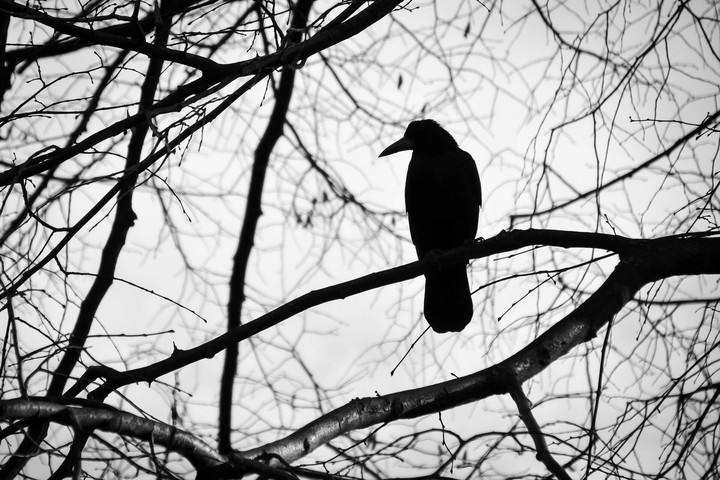 black bird