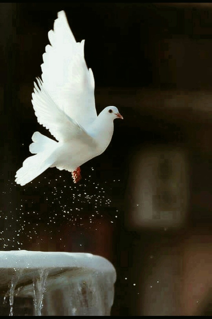 fly high