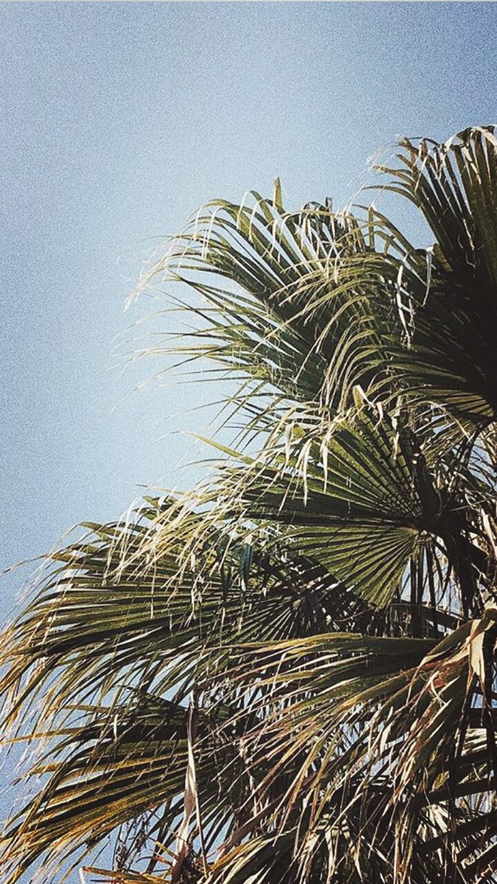 Palm Tree