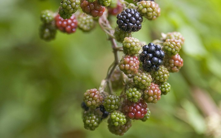 wild young boysenberry bush