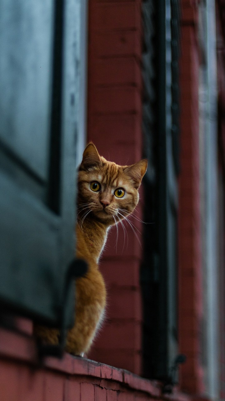 look at the looks