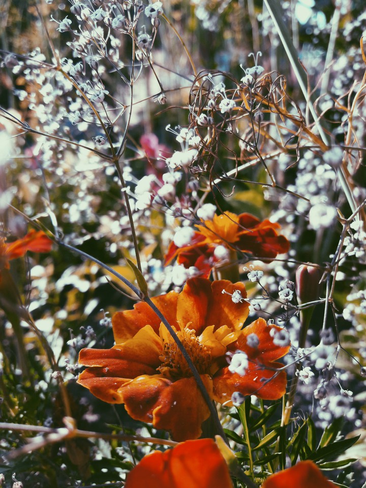 Summer Flowers