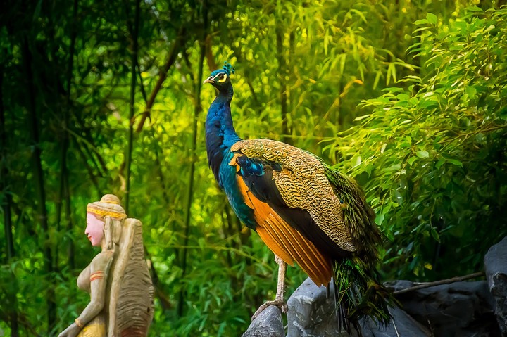 Peacock